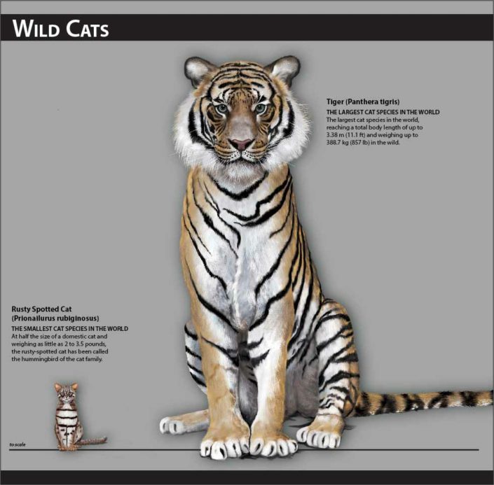 Illustration of a tiger and a Rusty Spotted Cat: the largest and smallest cats in the world