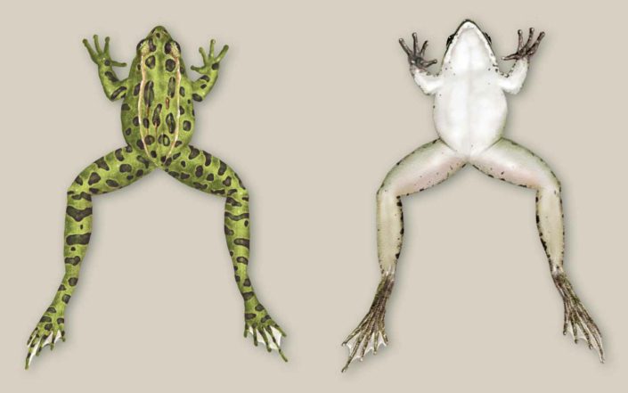 Leopard Frog Illustration