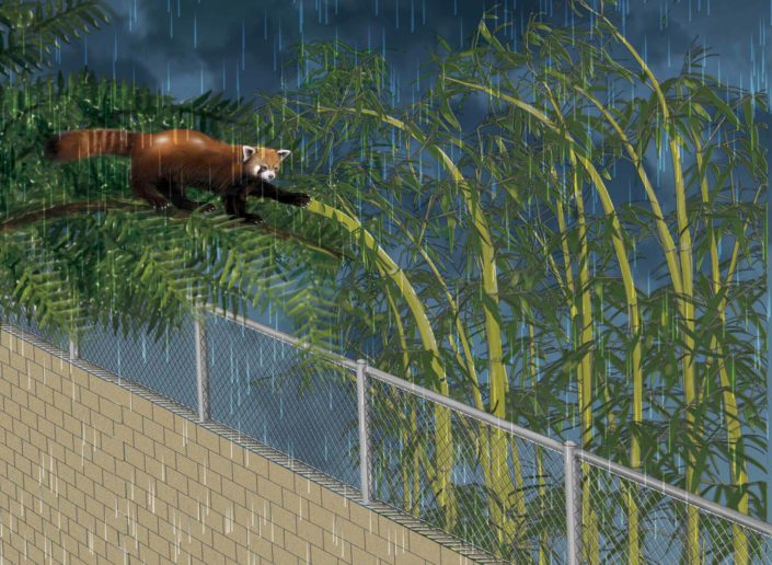 Illustration of Rusty the Red Panda's Escape